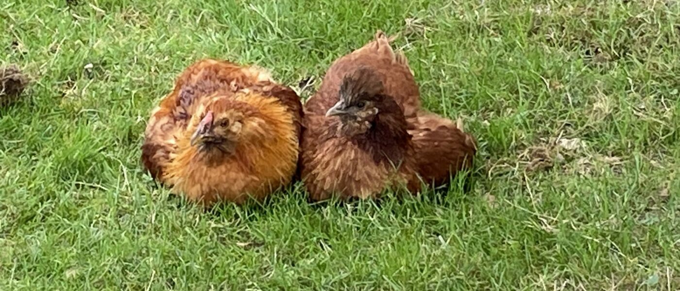 mini-ferme-chambre-les-mariniers-proche-zoo-de-beauval-4 mini-ferme-chambre-les-mariniers-proche-zoo-de-beauval