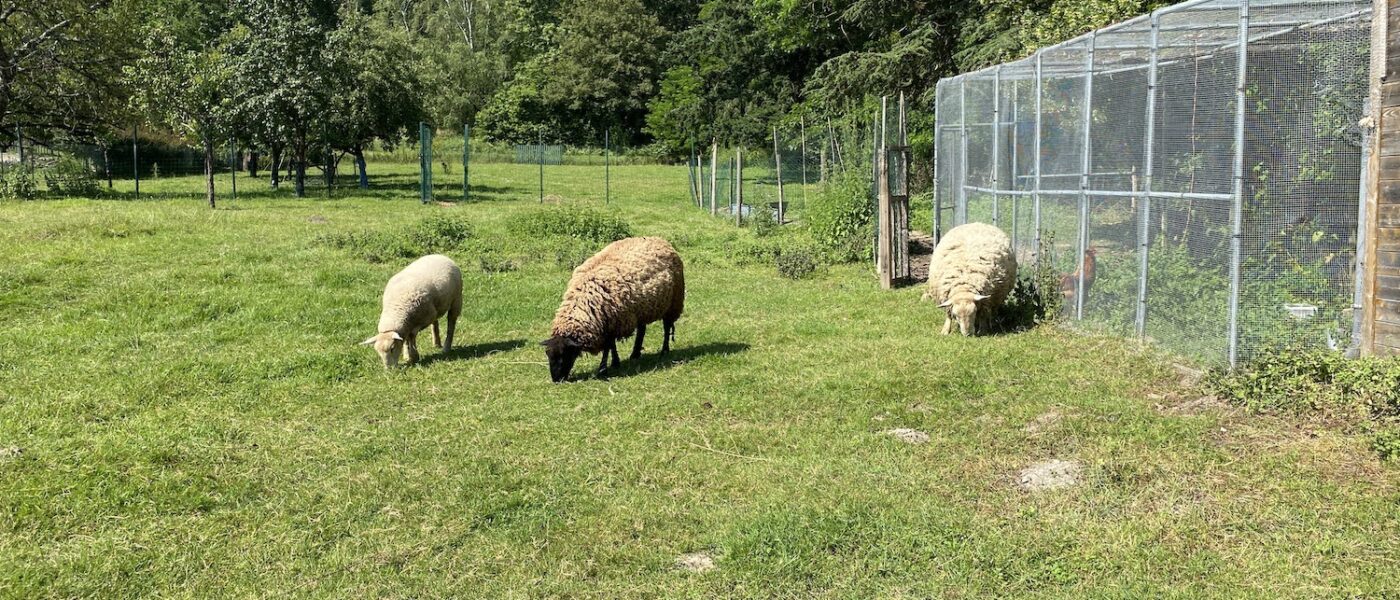 mini-ferme-chambre-les-mariniers-proche-zoo-de-beauval-2 mini-ferme-chambre-les-mariniers-proche-zoo-de-beauval